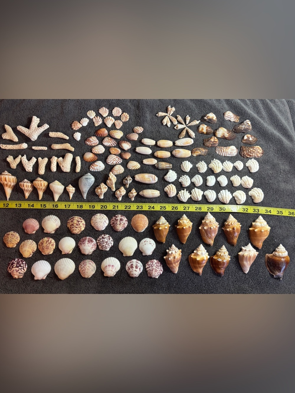 120 Mixed Lot Sanibel Island Seashells. Assorted types and sizes!